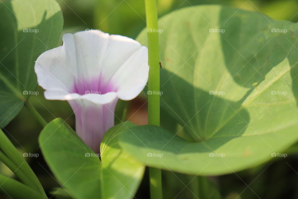 sweet potato's flower