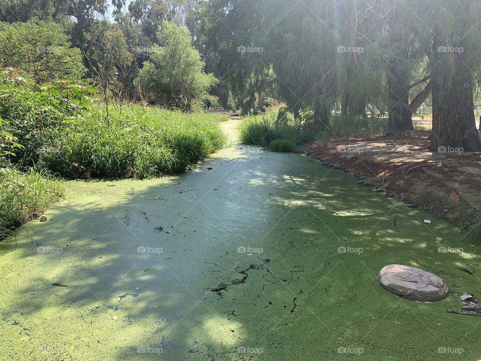 Small stream that connects to a lake. Riverside, California.
