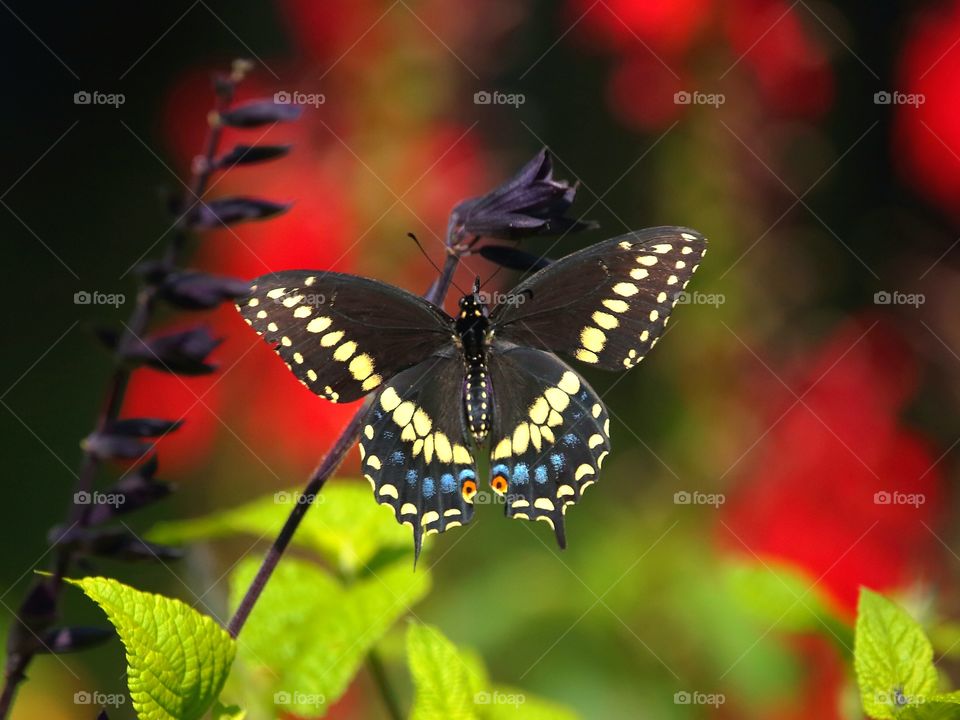 butterfly black  swallowtail