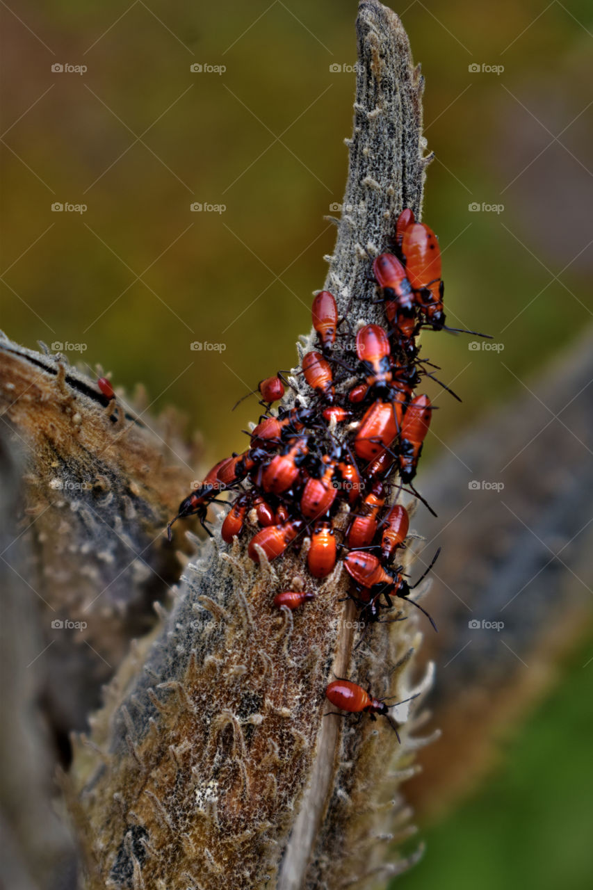 Red bugs taking over a plant 