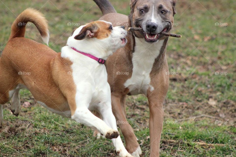 Don't let her take my stick!