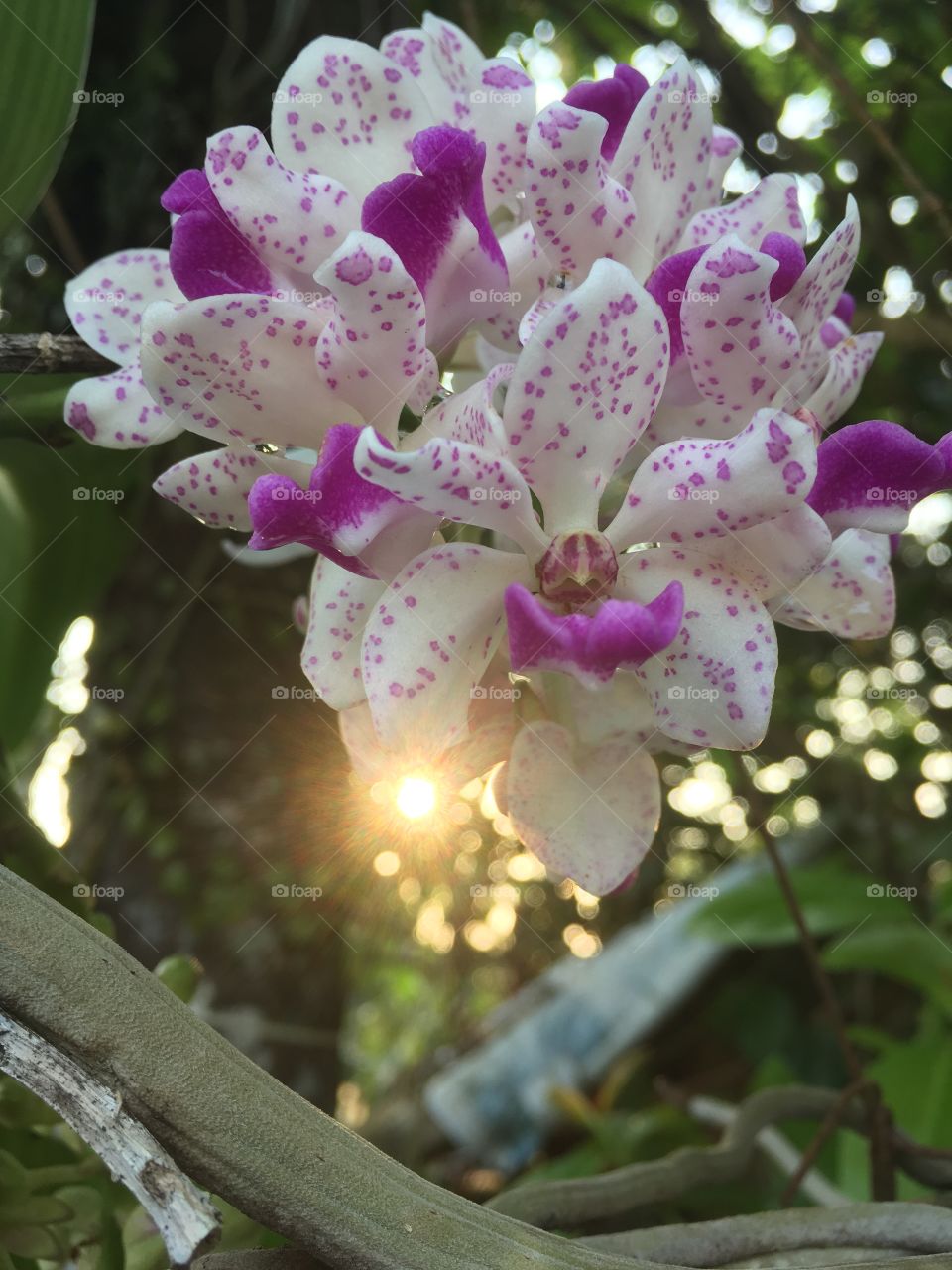 Rhynchostylis Orchid