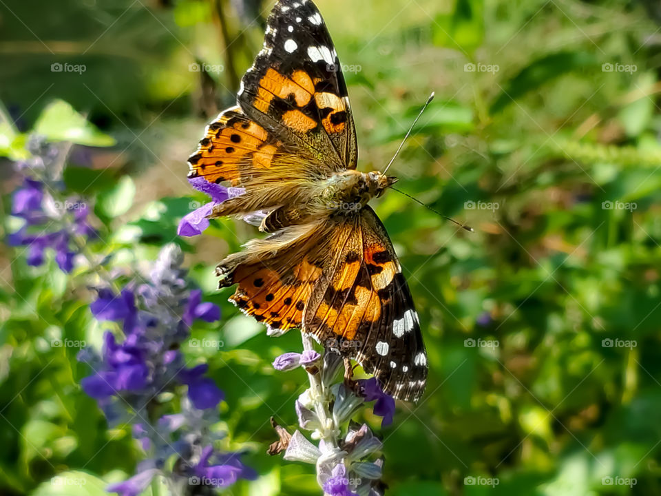 The beautiful colorful painted lady butterfly in flight with it's wings fully expanded surrounded by garden flowers.