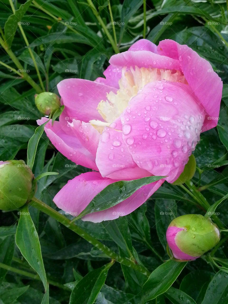 Raindrops on Peonies