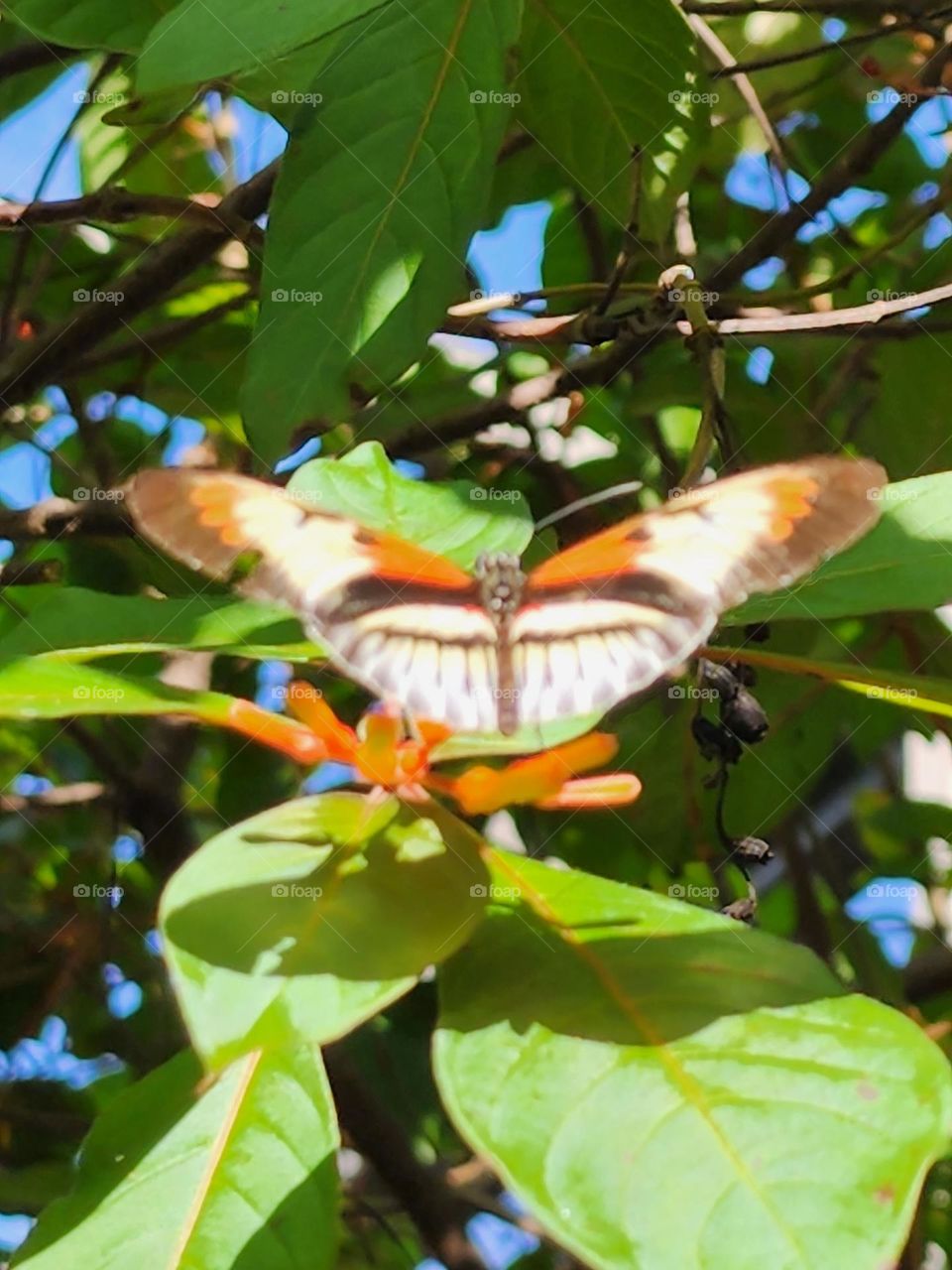 butterfly world 🌎