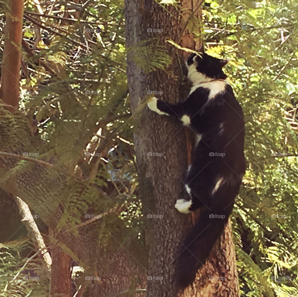 A black and white cat is climbing trees after jumping from the ground.