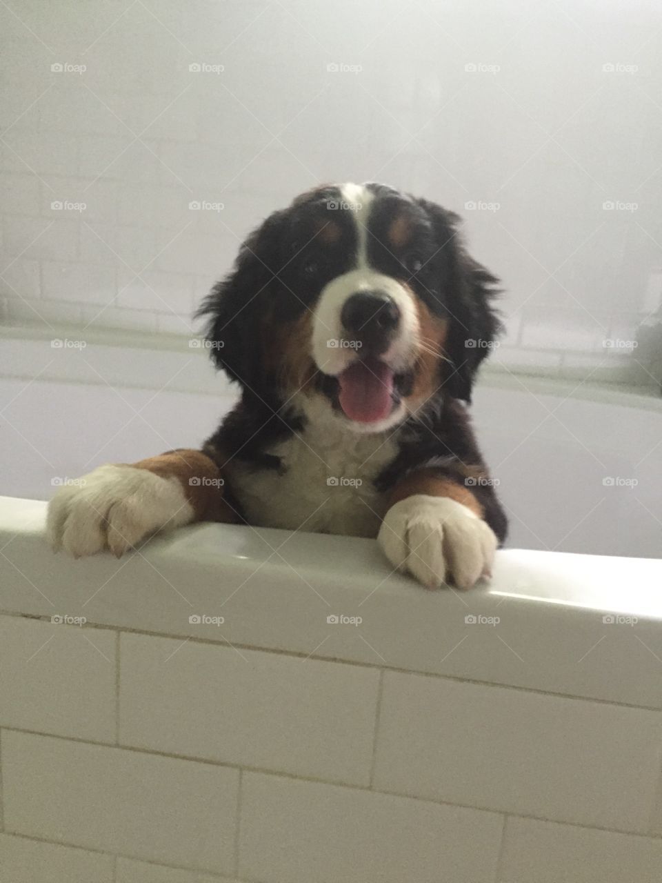 Hutch, excited for a bath