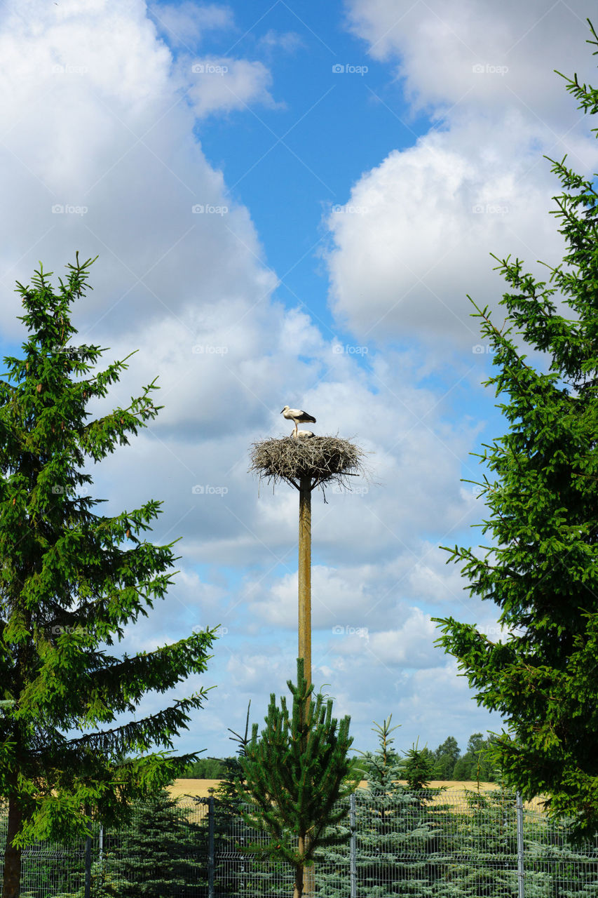Stork nest