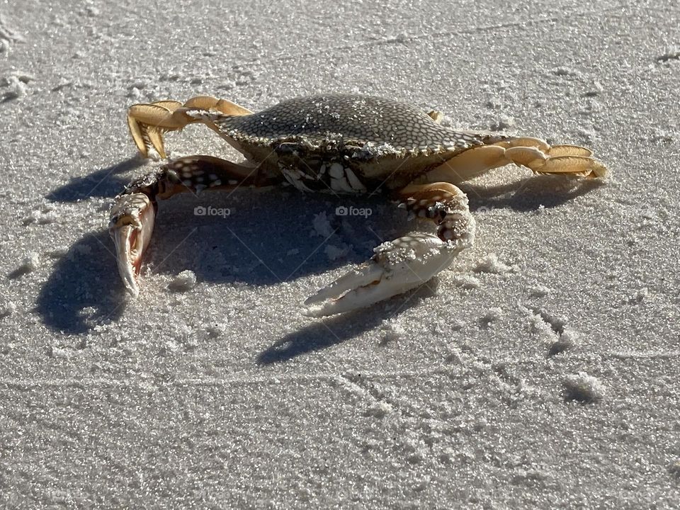 Crab on the beach