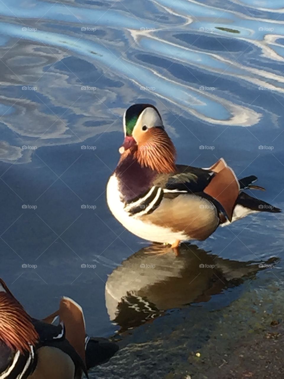 Proud Mandarin Duck, Hyde Park, London