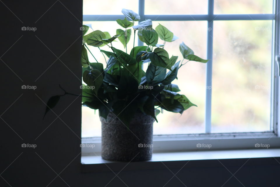 Green Leafy House Plant