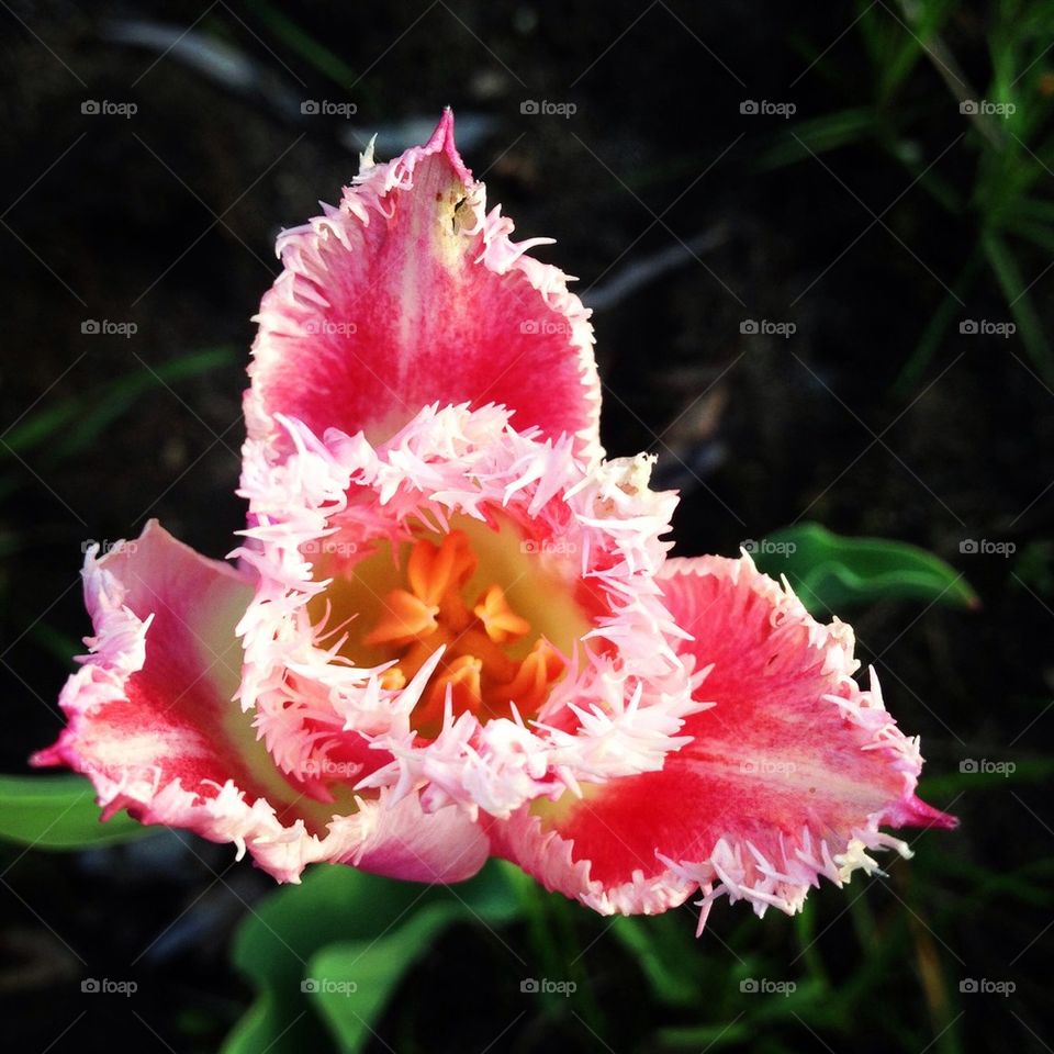 Pink flower