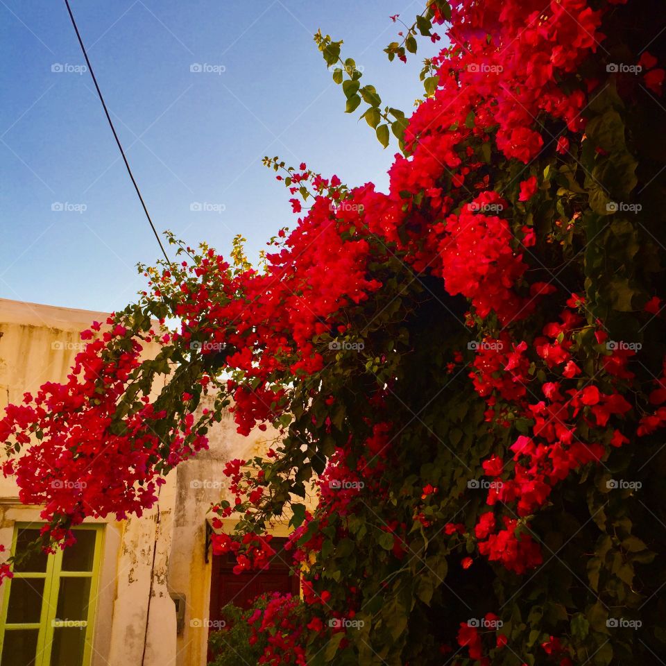Beautiful flowers I spotted in Naxos Old Town