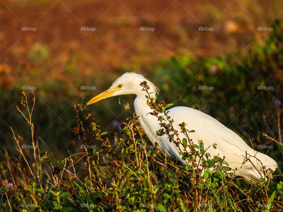 Egret bird searching for food in an open area