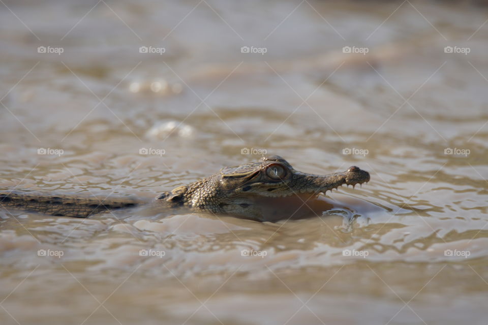 Fresh water crocodile