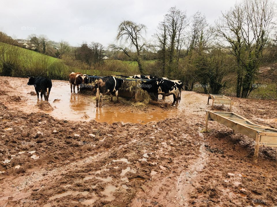 The colored version of these cows at a feeding station, highlights the very muddy conditions the cows are eating in.