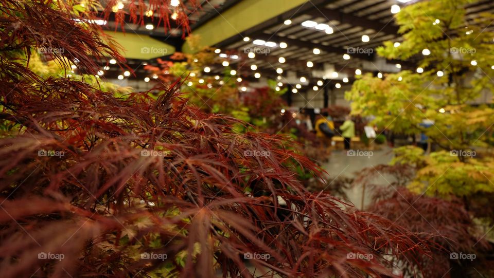 Plants and trees in an indoor setting.