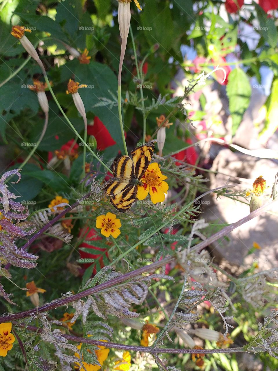 Thanks to this beautiful butterfly for letting me shoot it generously after a long and patient attempt