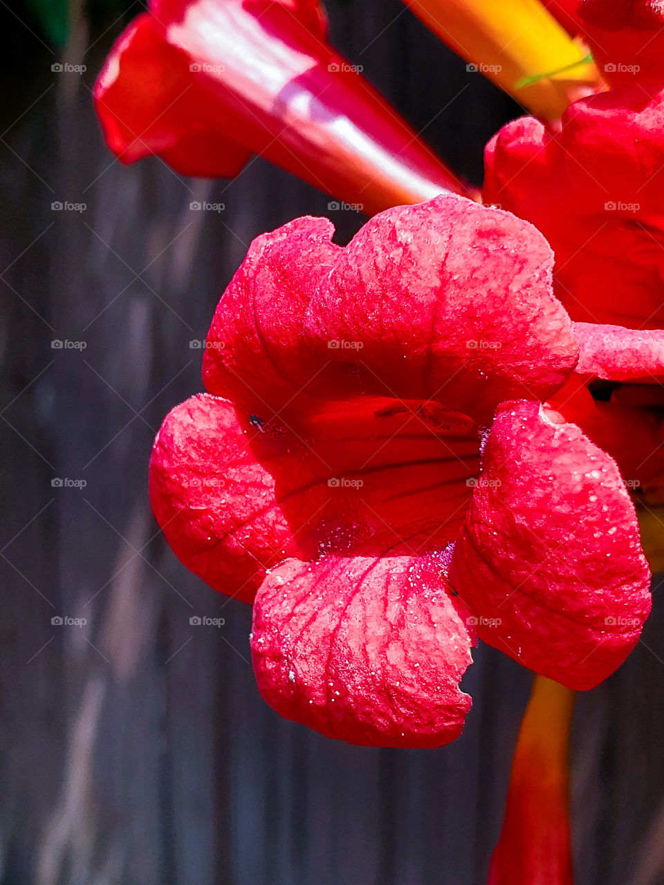 Trumpet vine. Trumpet red flowers closeup