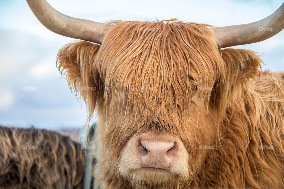 Highland cow 