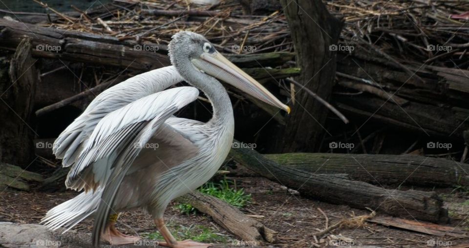 Pink backed pelican