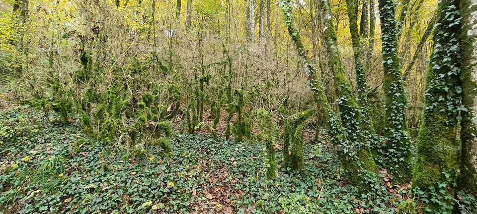 forêt de la tine de conflens
