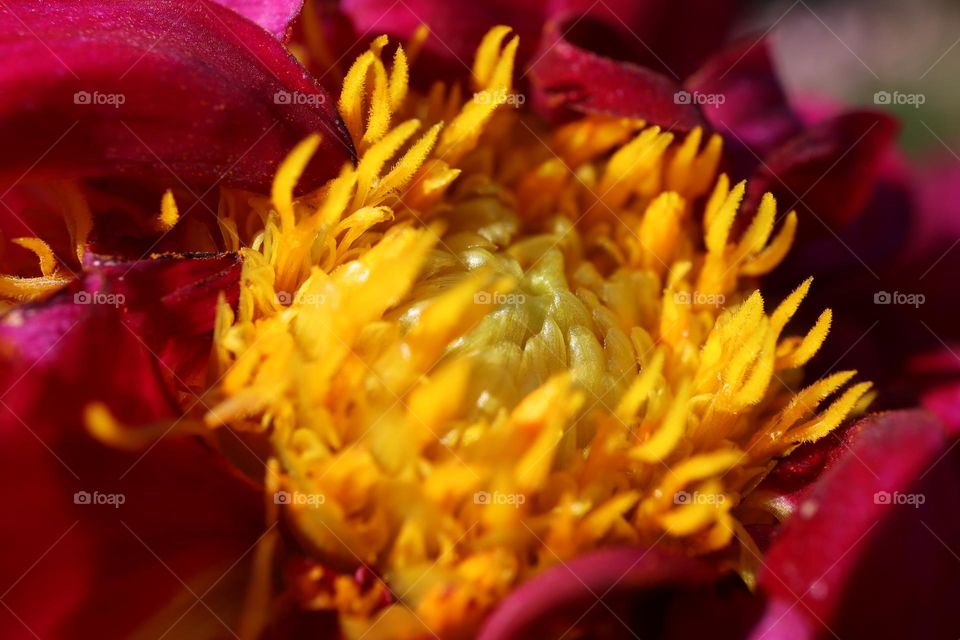 Macro picture of an autumn bloom