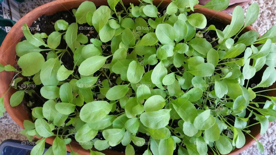 Arugula sprouts