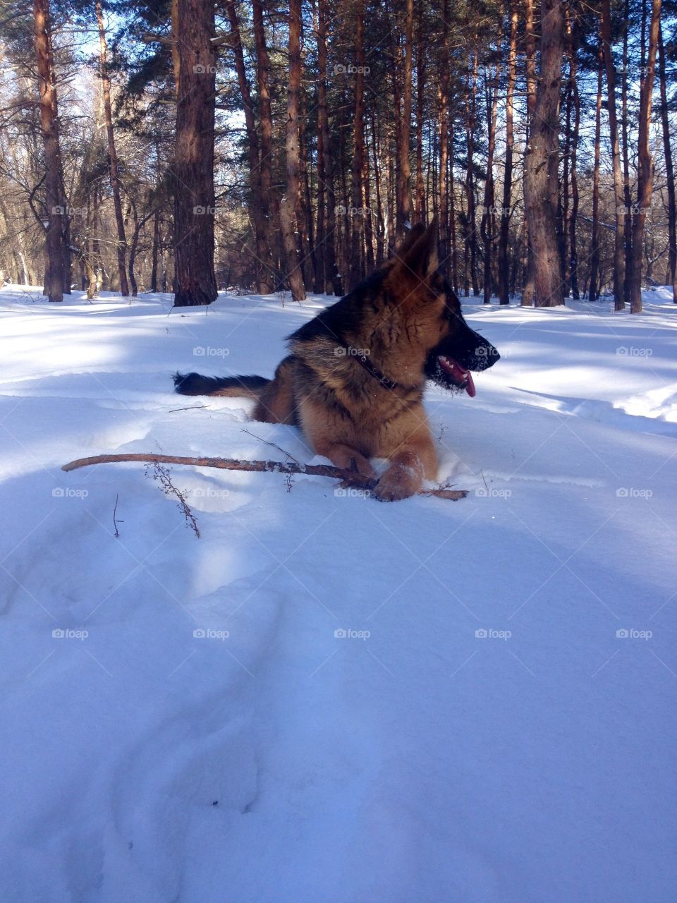 Young shepherd playing on the snow 