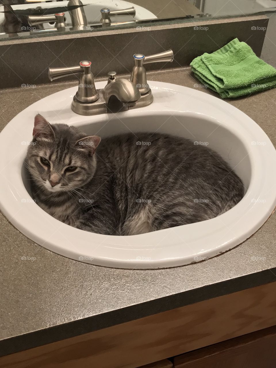 My cat Edie in the bathroom sink...I don’t know what it is with cats and sinks but it’s adorable. 