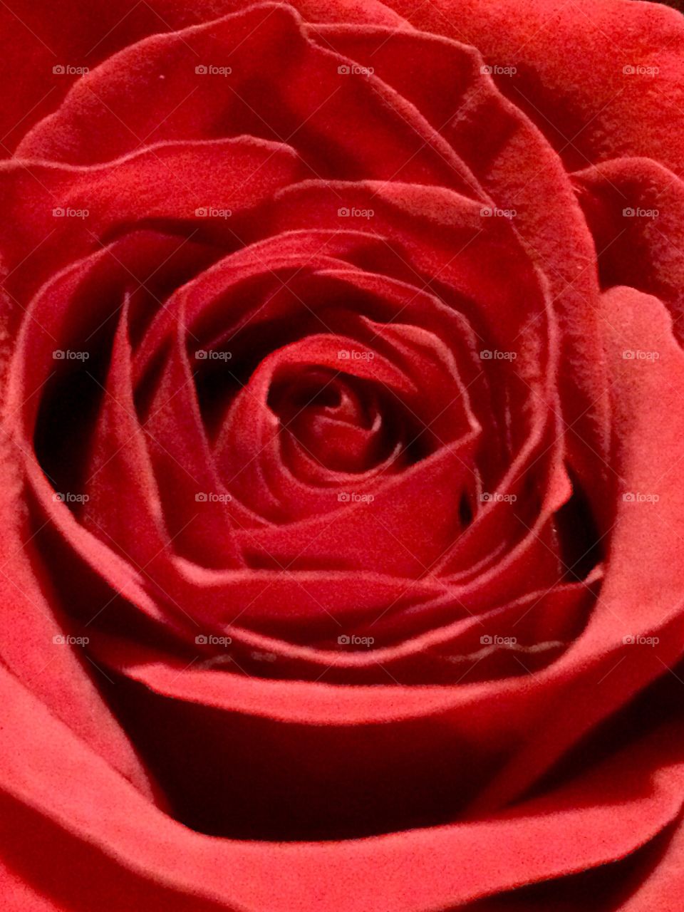 Red Rose 