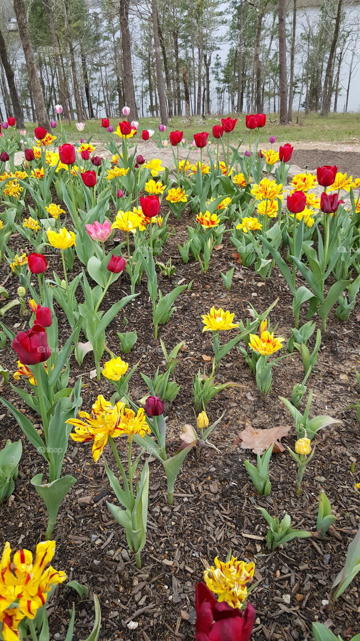 Tulip, Flower, Garden, Leaf, Nature