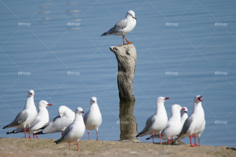 Seagull perched high