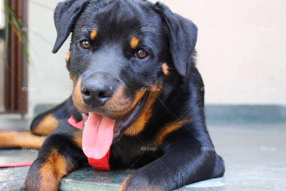 6 months old Rottweiler puppy