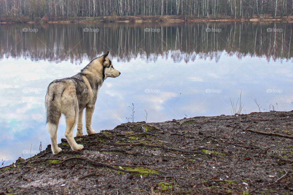 #husky #Nature #dog
