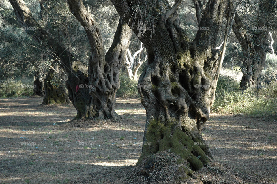 tree greece corfu olive by pedrospics