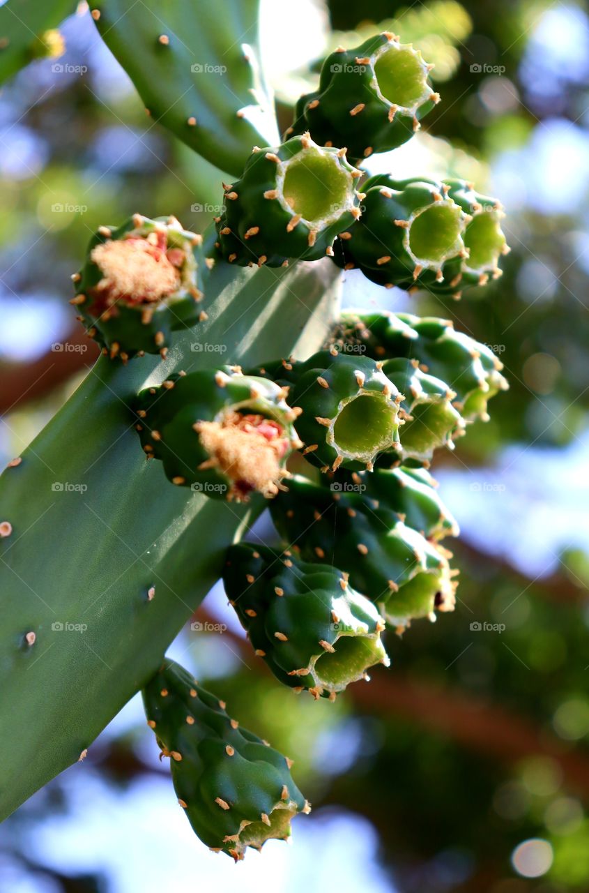 cactus cocoons