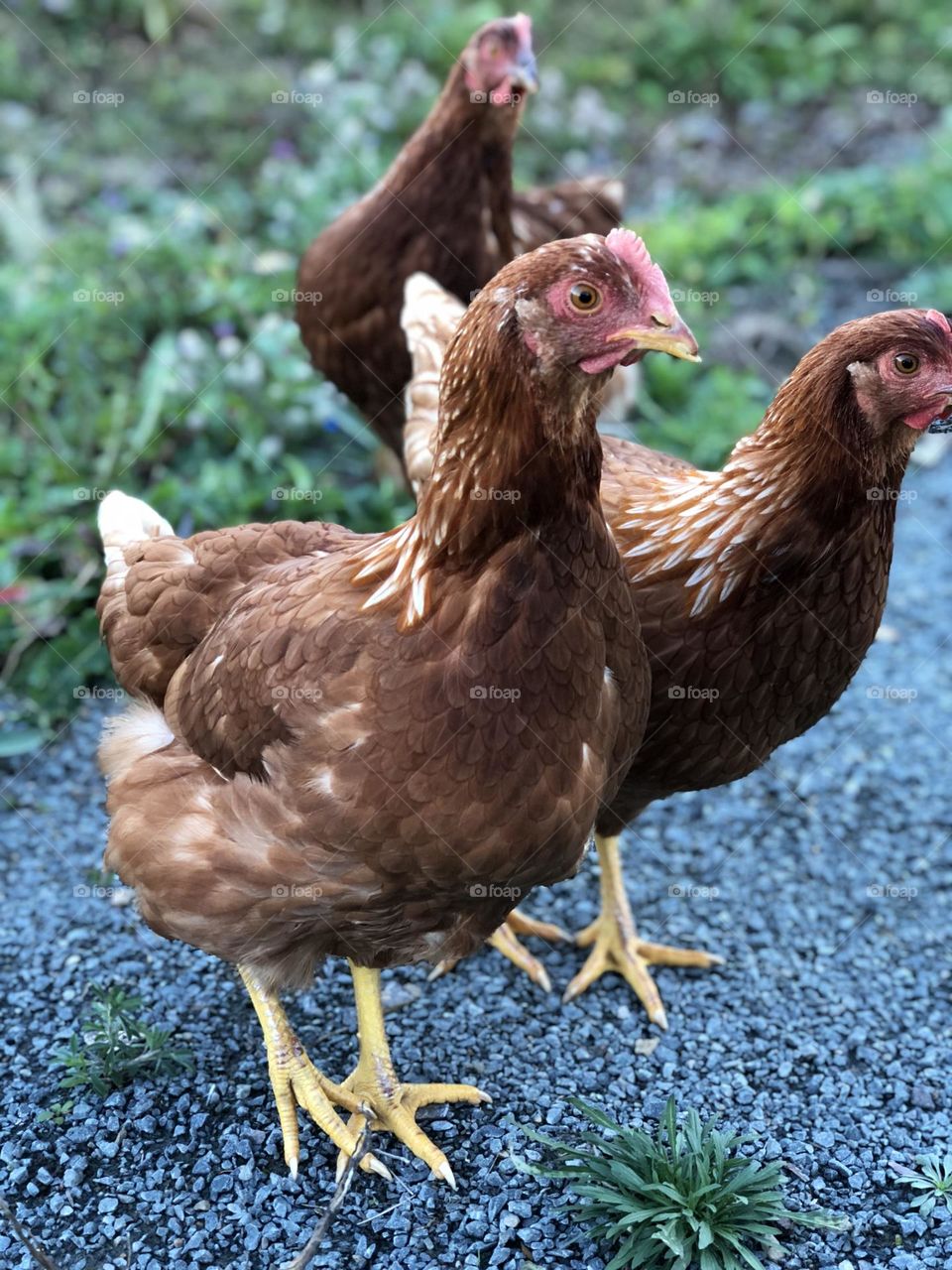 Backyard Chickens 
