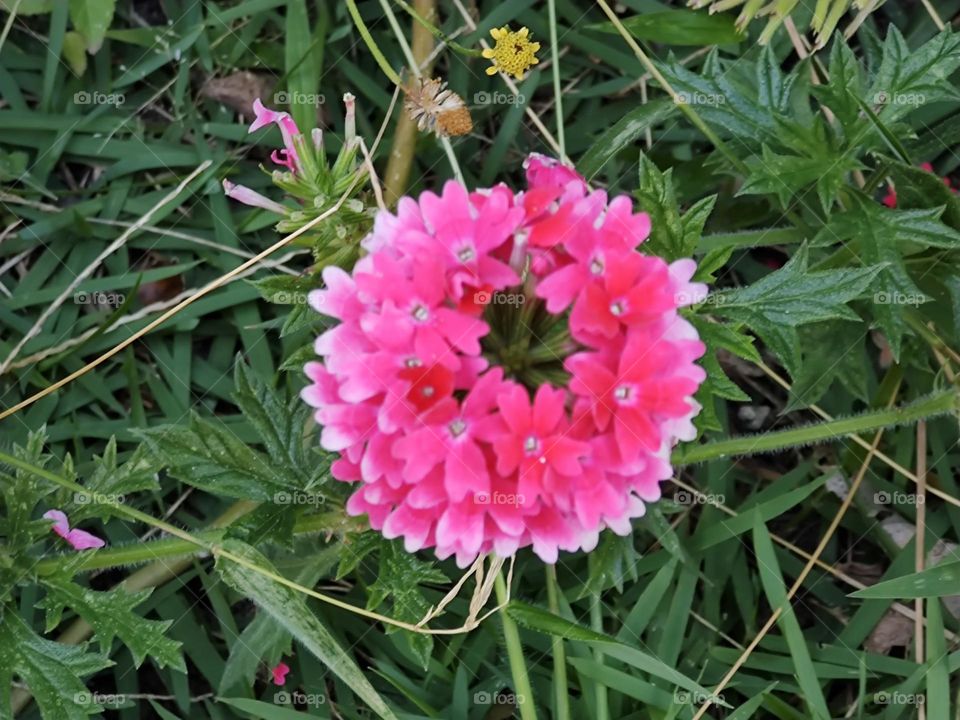 A flower that has small flowers, gathered at the tip of the branches.