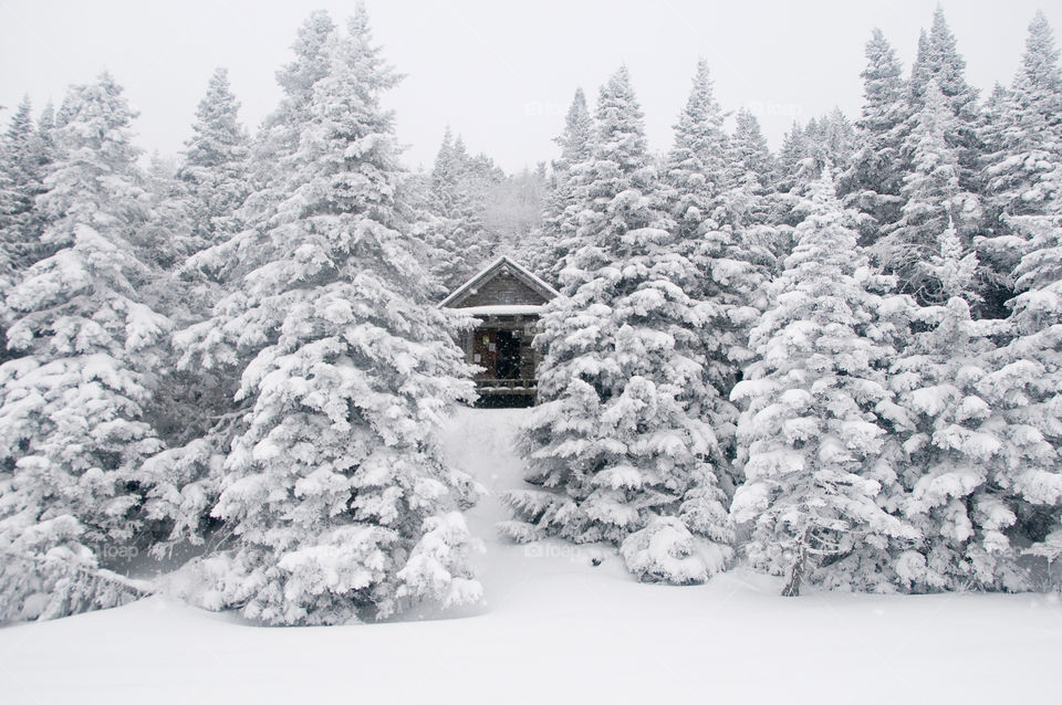 A cabin on a winter day in the snowy woods