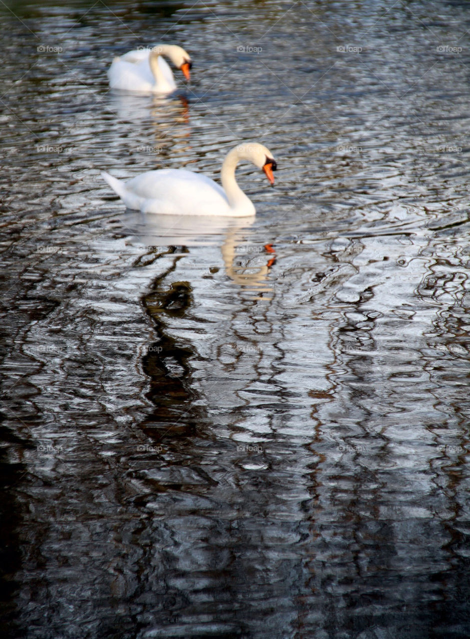 Swans on rippled water