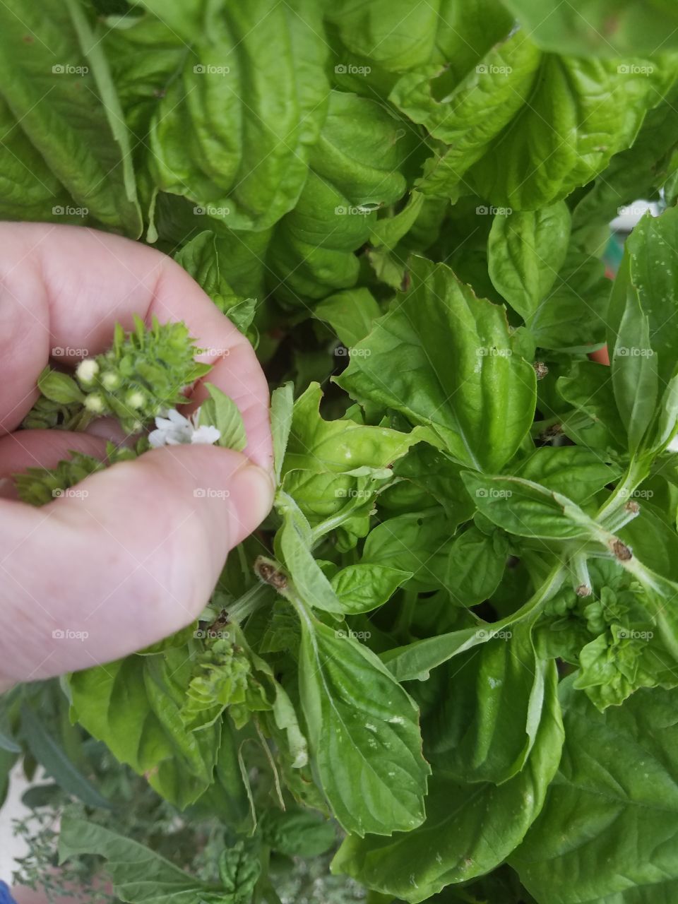 Pinch your basil