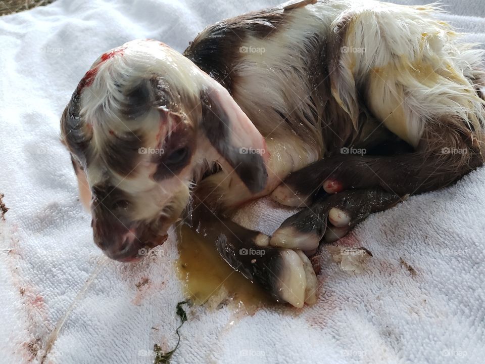 New born birth of a baby goat so yucky beautiful brown spotted boy afterbirth placenta