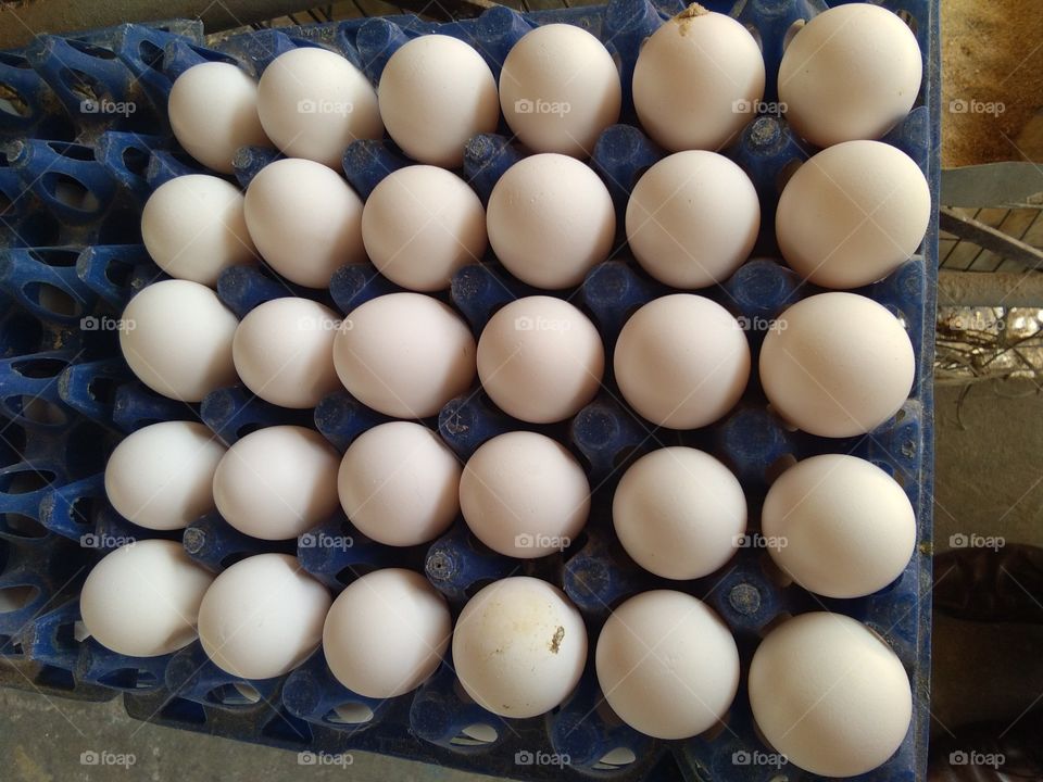 layer eggs