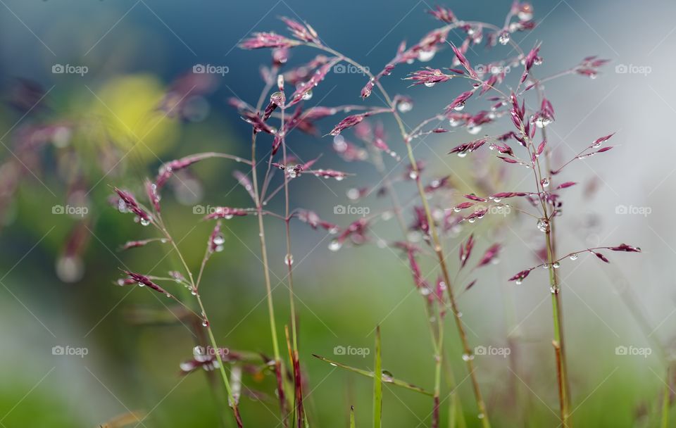 morning dew drops in autumn