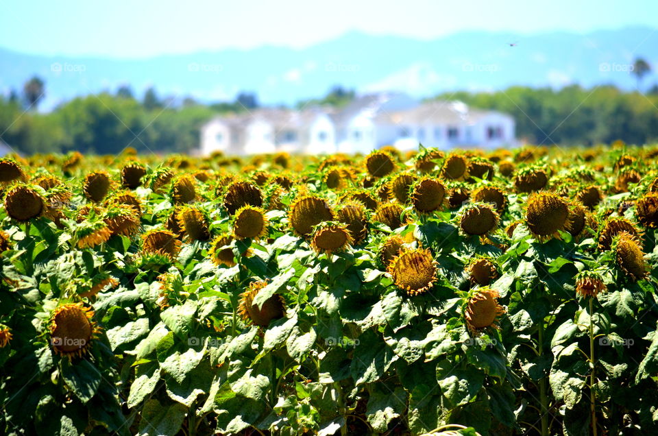 Sunflower Fields 🌻