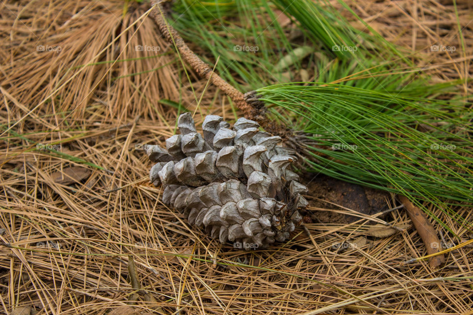 fallen pine cone with branch