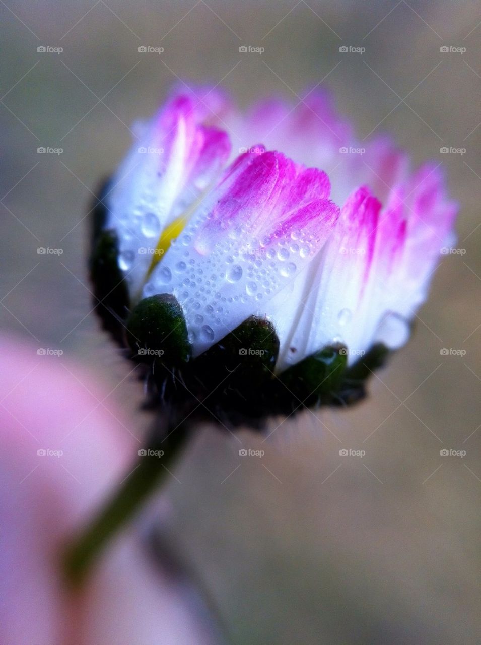 landscape sweden spring flowers by miss_falcon