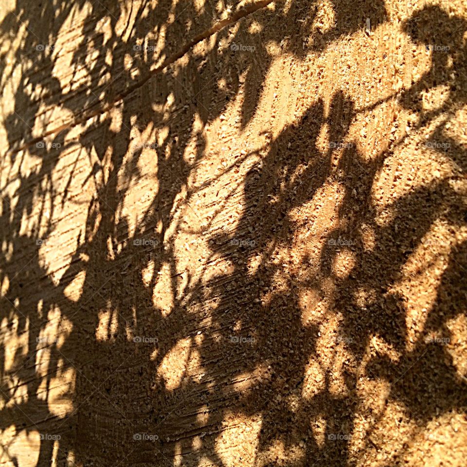 Bonsai tree shadow 