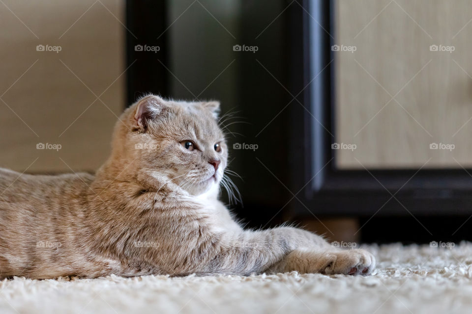 Cute scottish fold kitten resting at home